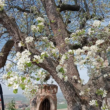 Апартаменты Cico *